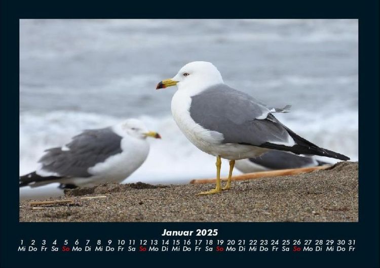 Produktbild: Str&auml;nde der Welt 2025 Fotokalender DIN A4