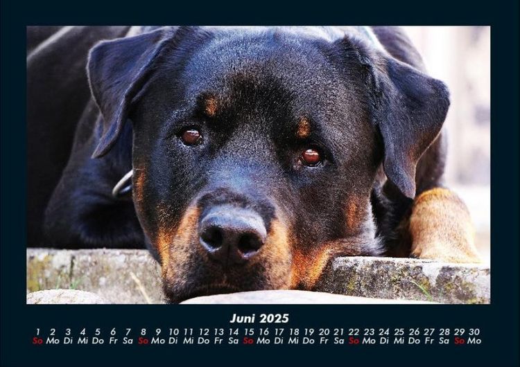 Produktbild: Hundezauber 2025 Fotokalender DIN A4
