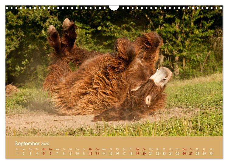 Produktbild: Baudet de Poitou - Seltene franz&ouml;sische Langohren (Wandkalender 2026 DIN A3 quer), CALVENDO Monatskalender
