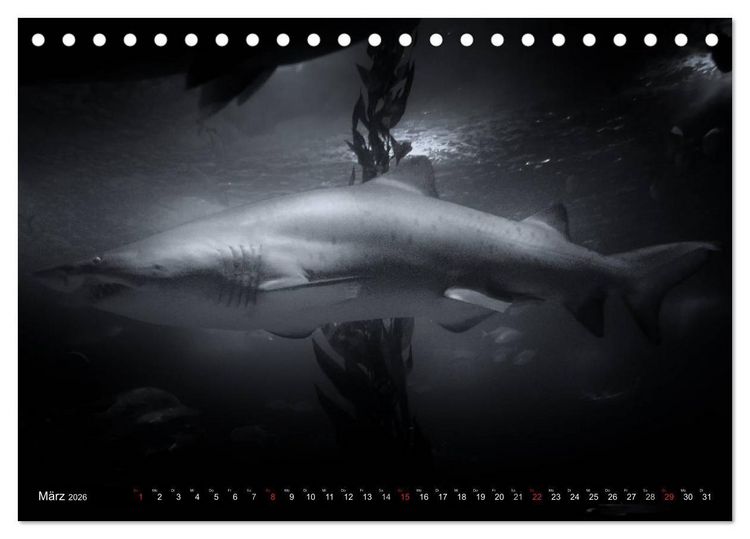 Produktbild: Meerestiere Bilder in Schwarz Weiss (Tischkalender 2026 DIN A5 quer), CALVENDO Monatskalender