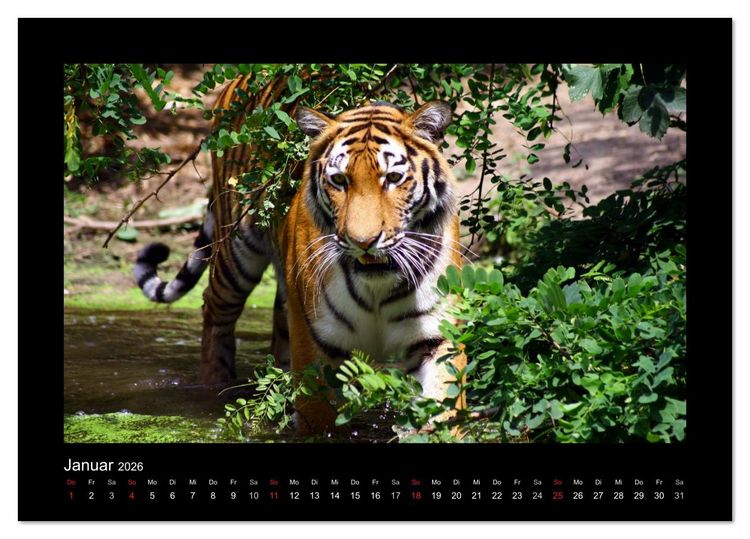 Produktbild: Welt der Katzen - Tiger (Tischkalender 2026 DIN A5 quer), CALVENDO Monatskalender