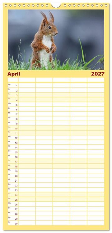 Produktbild: Familienplaner 2027 - Eichh&ouml;rnchen in zauberhaften Posen mit 5 Spalten (Wandkalender, 21 x 45 cm) CALVENDO