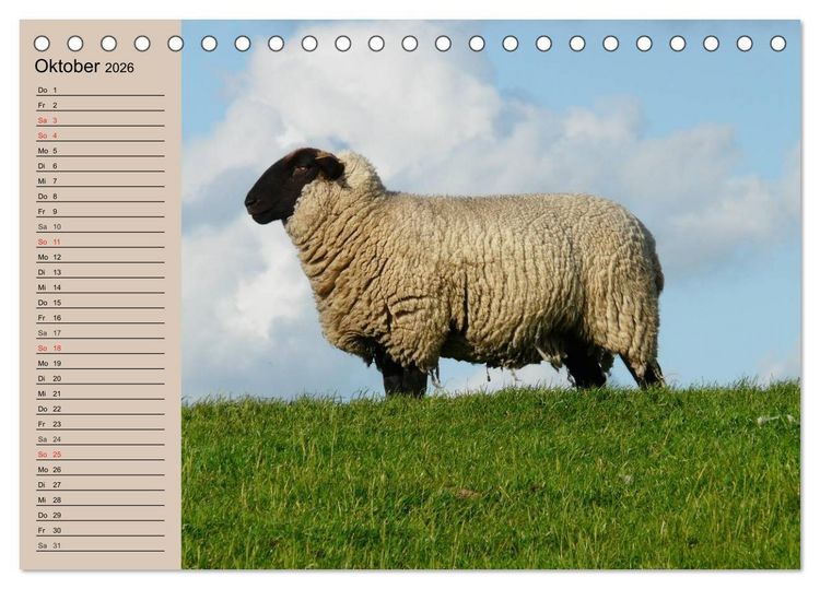 Produktbild: Schafe z&auml;hlen leicht gemacht! (Tischkalender 2026 DIN A5 quer), CALVENDO Monatskalender