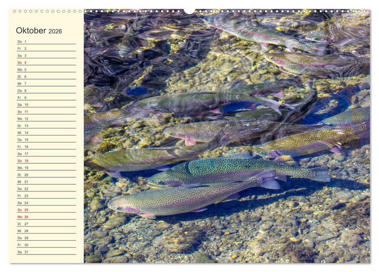 Produktbild: Wir sind die Stars am Wasser (hochwertiger Premium Wandkalender 2026 DIN A2 quer), Kunstdruck in Hochglanz