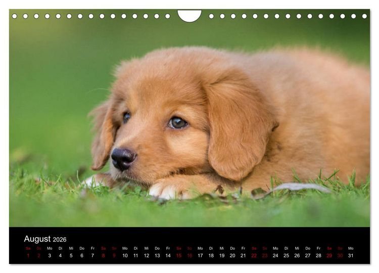 Produktbild: Toller - Nova Scotia Duck Tolling Retriever (Wandkalender 2026 DIN A4 quer), CALVENDO Monatskalender