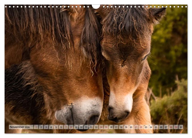 Produktbild: Wildperde - die Magie der Natur (Wandkalender 2026 DIN A3 quer), CALVENDO Monatskalender