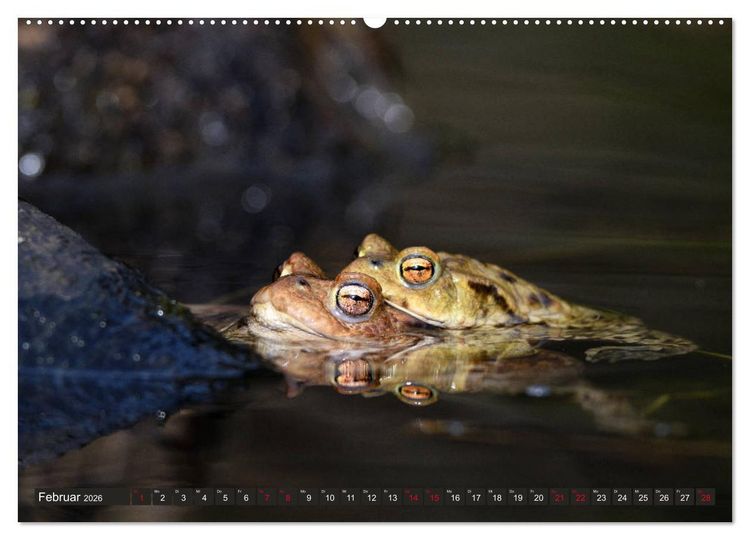 Produktbild: Kr&ouml;ten auf Wanderschaft (Wandkalender 2026 DIN A2 quer), CALVENDO Monatskalender
