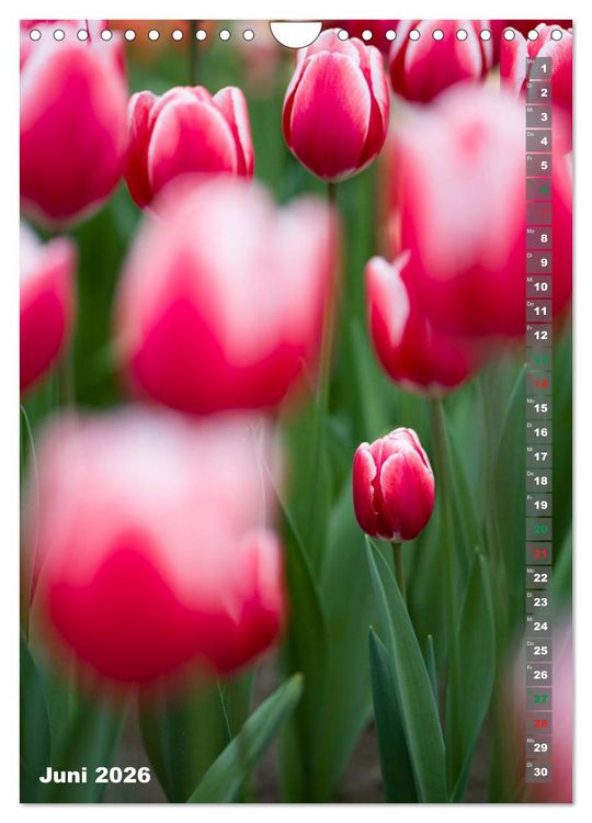 Produktbild: Tulpen - die Fr&uuml;hlingsblume (Wandkalender 2026 DIN A4 hoch), CALVENDO Monatskalender