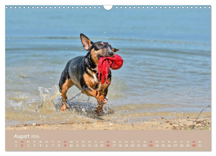 Produktbild: Einmal Bullterrier - immer Bullterrier (Wandkalender 2026 DIN A3 quer), CALVENDO Monatskalender