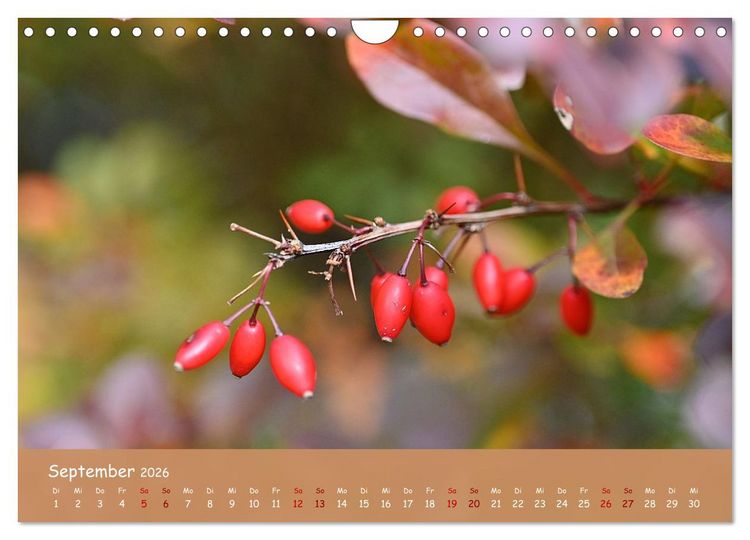 Produktbild: Der Zauber steckt immer im Detail (Wandkalender 2026 DIN A4 quer), CALVENDO Monatskalender