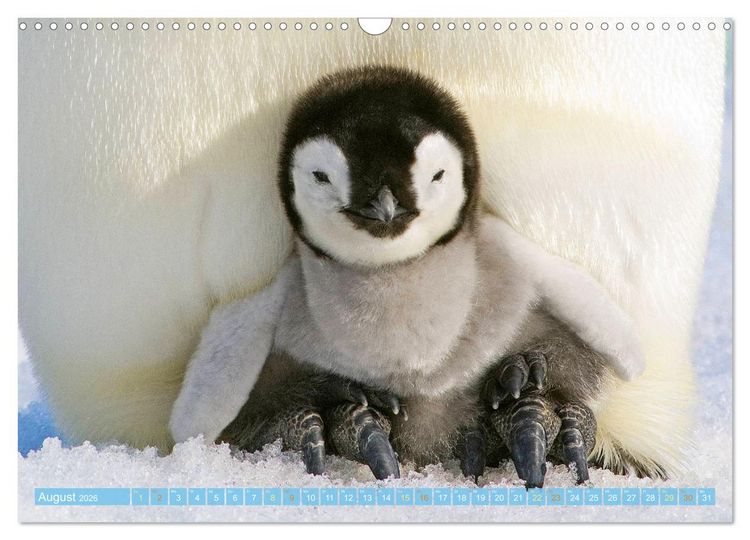Produktbild: Pinguine: Gehupft wie gesprungen (Wandkalender 2026 DIN A3 quer), CALVENDO Monatskalender