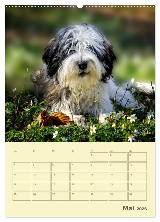 Produktbild: PON-Welpen - jeder Tag ein gro&szlig;es Abenteuer / Planer (Wandkalender 2026 DIN A2 hoch), CALVENDO Monatskalender