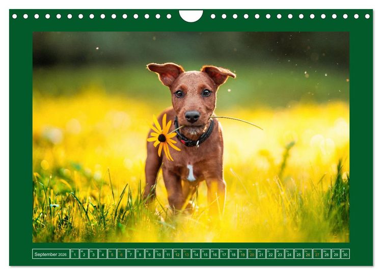 Produktbild: Pfotenblitzers Goldige Welpen (Wandkalender 2026 DIN A4 quer), CALVENDO Monatskalender