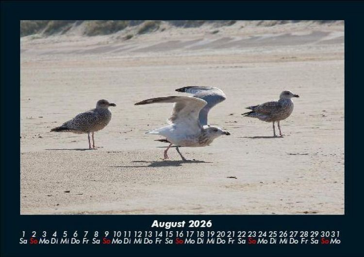 Produktbild: M&ouml;wen 2026 Fotokalender DIN A5