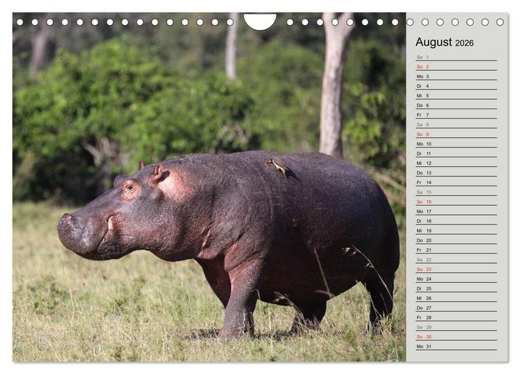 Produktbild: Hippos - Begegnungen in Afrika (Wandkalender 2026 DIN A4 quer), CALVENDO Monatskalender