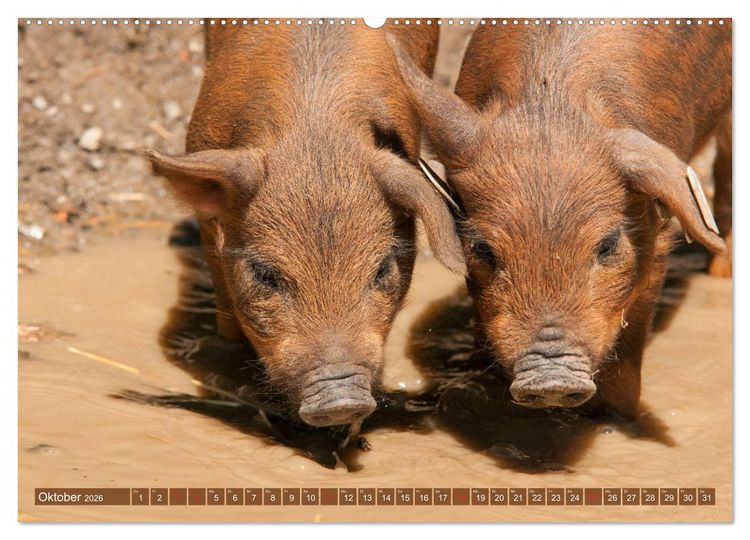 Produktbild: Gl&uuml;ckliche Schweine Berkshire-Iberico Ferkel (Wandkalender 2026 DIN A2 quer), CALVENDO Monatskalender
