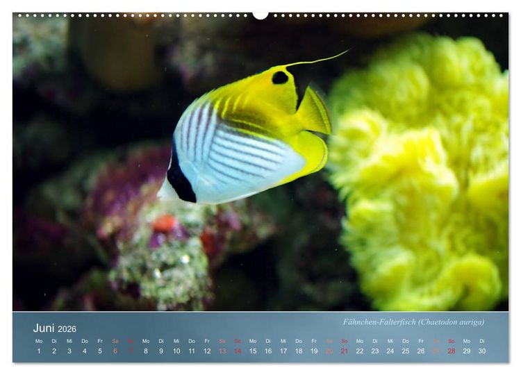 Produktbild: Bunte Riffbewohner - Fische, Anemonen und noch viel mehr (Wandkalender 2026 DIN A2 quer), CALVENDO Monatskalender