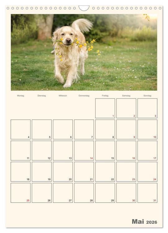 Produktbild: Zauberhafte Golden Retriever (Wandkalender 2026 DIN A3 hoch), CALVENDO Monatskalender