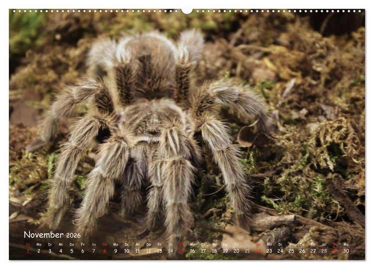 Produktbild: Vogelspinnen (hochwertiger Premium Wandkalender 2026 DIN A2 quer), Kunstdruck in Hochglanz