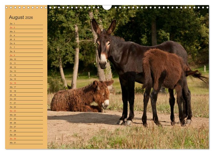 Produktbild: Gro&szlig;esel an der Loreley (Wandkalender 2026 DIN A3 quer), CALVENDO Monatskalender