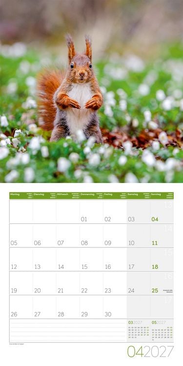 Produktbild: Eichh&ouml;rnchen Kalender 2027 - 30x30 - Art12