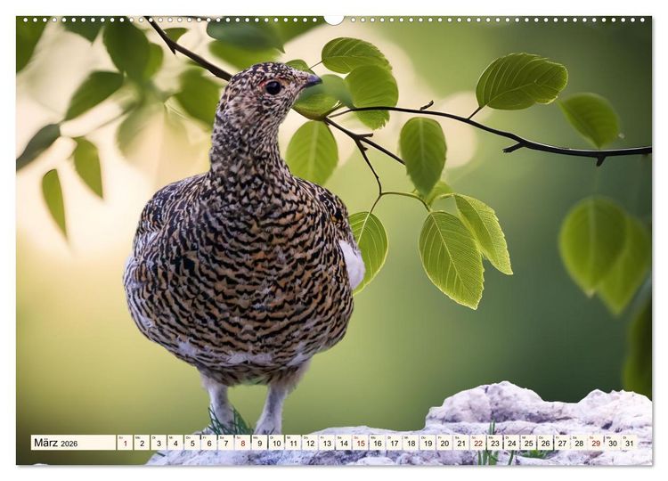 Produktbild: Faszinierende H&uuml;hnerv&ouml;gel (hochwertiger Premium Wandkalender 2026 DIN A2 quer), Kunstdruck in Hochglanz
