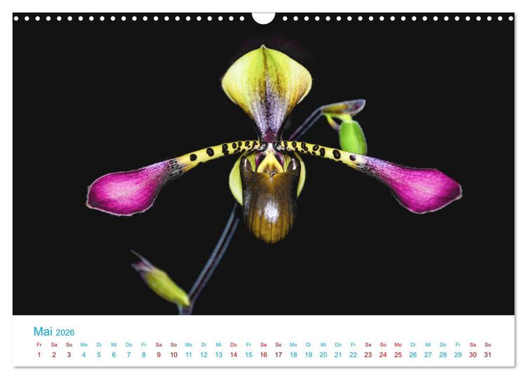 Produktbild: Die K&ouml;nigin der Blumenwelt, die Orchidee (Wandkalender 2026 DIN A3 quer), CALVENDO Monatskalender