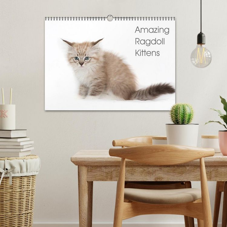 Produktbild: Amazing Ragdoll Kittens (Wall Calendar 2026 DIN A3 landscape), CALVENDO 12 Month Wall Calendar