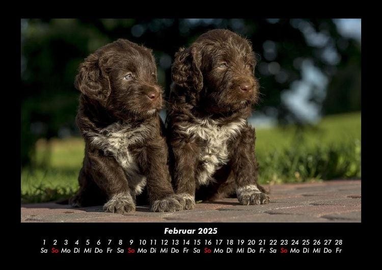 Produktbild: Welpen 2025 Fotokalender DIN A3