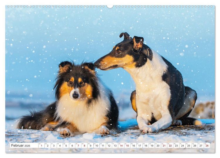 Produktbild: Collies - die sch&ouml;nsten Hunde der Welt (hochwertiger Premium Wandkalender 2026 DIN A2 quer), Kunstdruck in Hochglanz