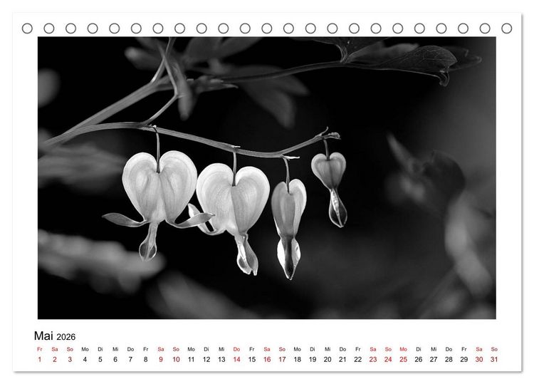 Produktbild: Die grafische Sch&ouml;nheit der Pflanzen &ndash; Schwarz-Wei&szlig; (Tischkalender 2026 DIN A5 quer), CALVENDO Monatskalender