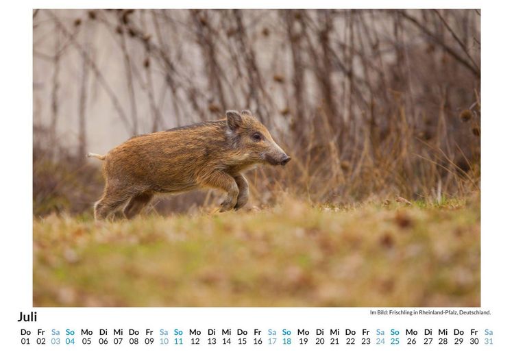 Produktbild: Wildschweine