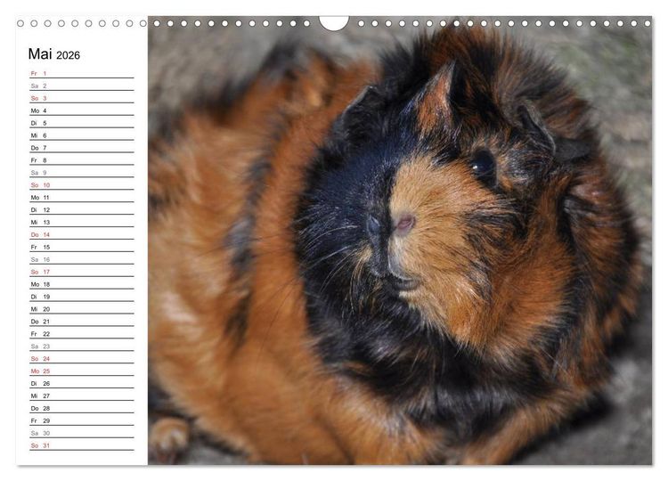 Produktbild: Meerschweinchen Niedliche Herzensbrecher (Wandkalender 2026 DIN A3 quer), CALVENDO Monatskalender