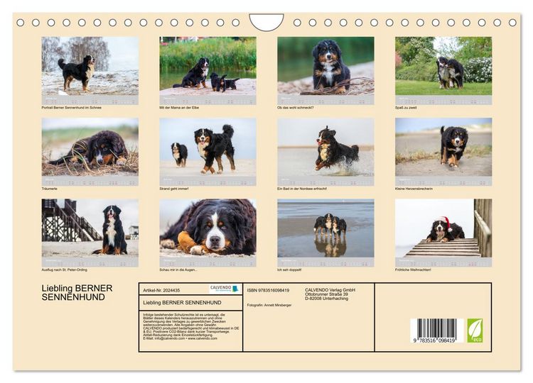 Produktbild: Liebling BERNER SENNENHUND (Wandkalender 2026 DIN A4 quer), CALVENDO Monatskalender