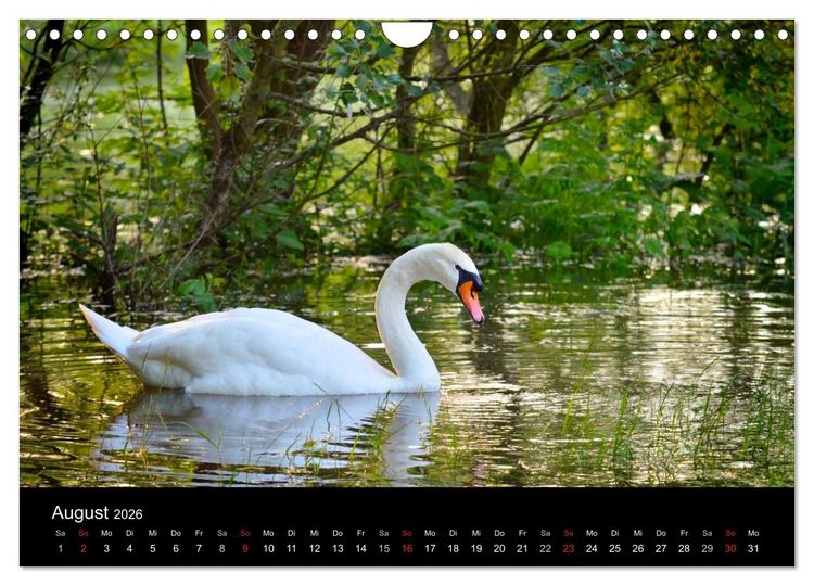 Produktbild: Mannheimer Waldpark (Wandkalender 2026 DIN A4 quer), CALVENDO Monatskalender
