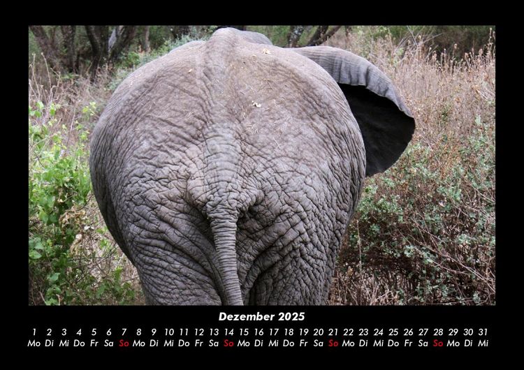 Produktbild: Der Elefantenkalender 2025 Fotokalender DIN A3