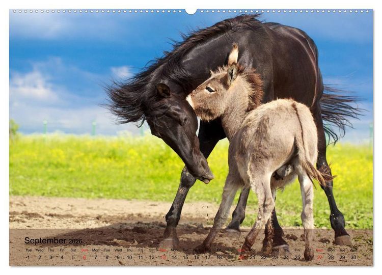 Produktbild: Little Donkey with Friends (High Quality Premium Wall Calendar 2026 DIN A2 landscape),CALVENDO 12 Month Wall Calendar