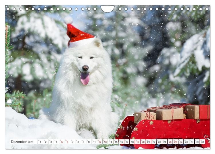 Produktbild: Der Samojede - Sch&ouml;nheit des Nordens (Wandkalender 2026 DIN A4 quer), CALVENDO Monatskalender