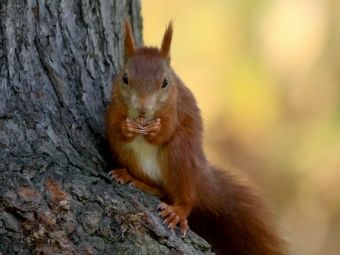 Produktbild: CALVENDO Puzzle Eichh&ouml;rnchen 1000 Teile Puzzle quer | 1000 Teile Lege-Gr&ouml;&szlig;e 64 &times; 48 cm Foto-Puzzle f&uuml;r gl&uuml;ckliche Stunden