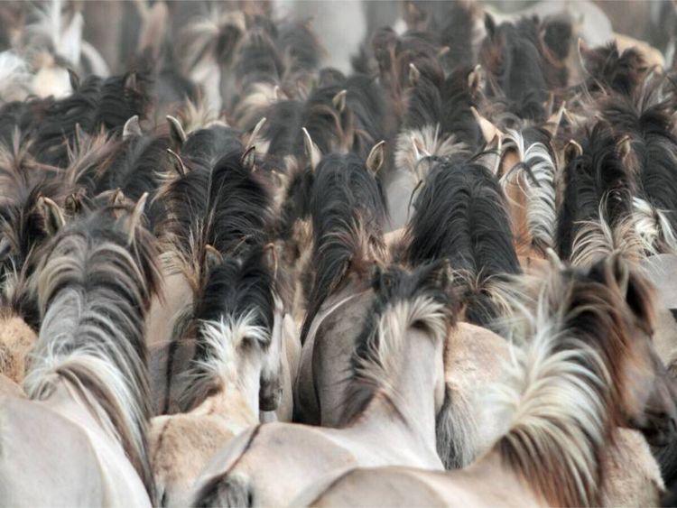 Produktbild: CALVENDO Puzzle D&uuml;lmener Wildpferde | 1000 Teile Lege-Gr&ouml;&szlig;e 64x48cm Foto-Puzzle f&uuml;r gl&uuml;ckliche Stunden