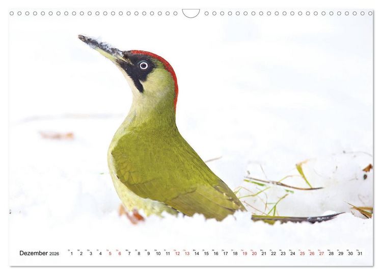 Produktbild: Steckbriefe einheimischer V&ouml;gel (Wandkalender 2026 DIN A3 quer), CALVENDO Monatskalender
