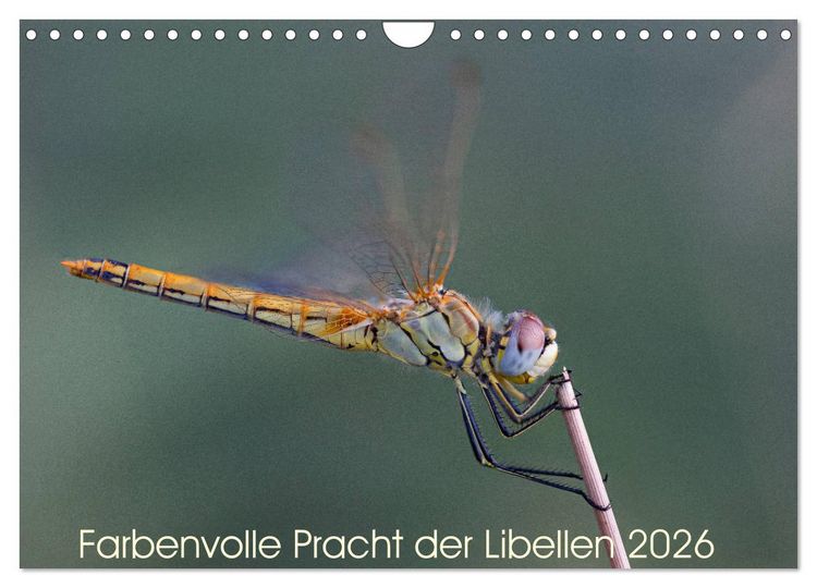 Produktbild: Farbenvolle Pracht der Libellen (Wandkalender 2026 DIN A4 quer), CALVENDO Monatskalender