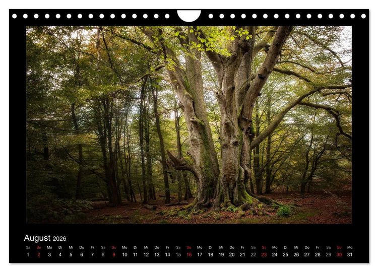 Produktbild: M&auml;rchenhafter Reinhardswald und Urwald Sababurg (Wandkalender 2026 DIN A4 quer), CALVENDO Monatskalender