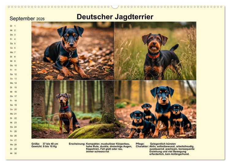 Produktbild: Terrier-Rassen im Portrait (Wandkalender 2026 DIN A2 quer), CALVENDO Monatskalender