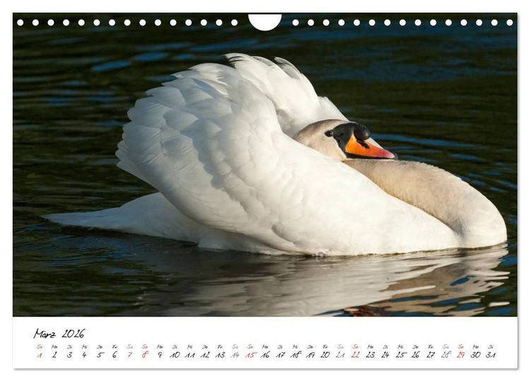 Produktbild: Ein Jahr mit den Schw&auml;nen (Wandkalender 2026 DIN A4 quer), CALVENDO Monatskalender