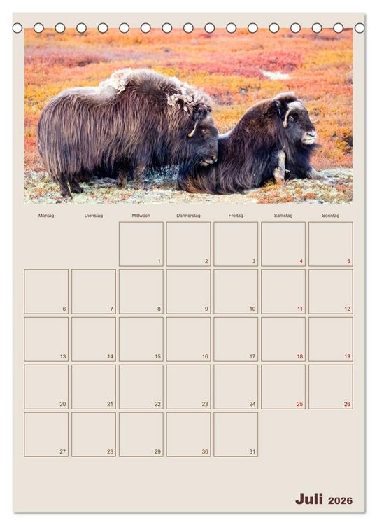 Produktbild: Moschusochsen - Norwegens gem&uuml;tliche Riesen (Tischkalender 2026 DIN A5 hoch), CALVENDO Monatskalender