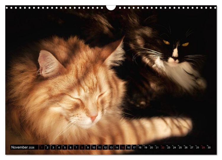 Produktbild: KATZEN Beautys (Wandkalender 2026 DIN A3 quer), CALVENDO Monatskalender