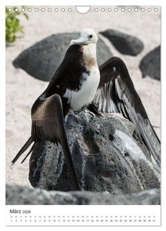 Produktbild: Galapagos - Atemberaubende Tierwelt (Wandkalender 2026 DIN A4 hoch), CALVENDO Monatskalender