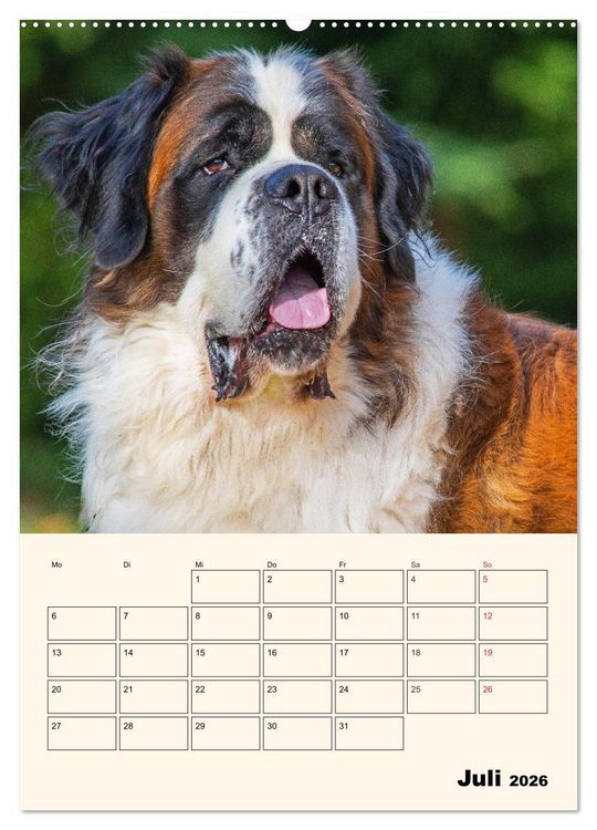 Produktbild: Bernhardiner - Mit dem St. Bernhardshund durch das Jahr (hochwertiger Premium Wandkalender 2026 DIN A2 hoch), Kunstdruck in Hochglanz