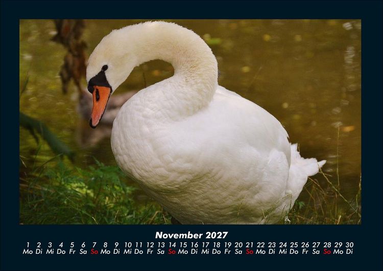 Produktbild: V&ouml;gel 2027 Fotokalender DIN A4